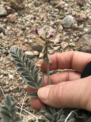 Astragalus layneae