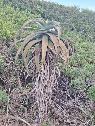 Aloe africana, photograph 4