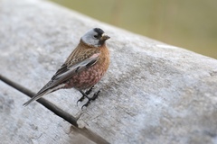 Leucosticte tephrocotis littoralis