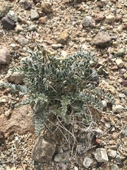 Astragalus layneae