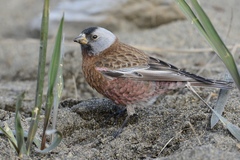 Leucosticte tephrocotis littoralis