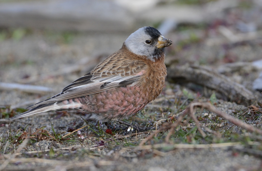 Rosy-Finches and Asian Mountain-Finches