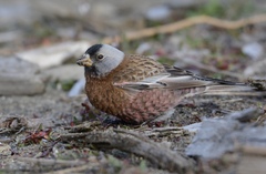 Leucosticte tephrocotis littoralis