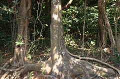 Diospyros sylvatica