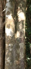 Diospyros sylvatica