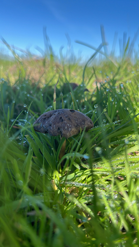 iNaturalist observation photo of Common Gilled Mushrooms and Allies