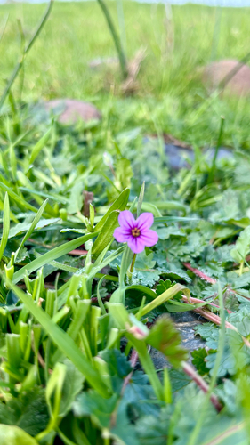 iNaturalist observation photo of Mediterranean Stork's-bill