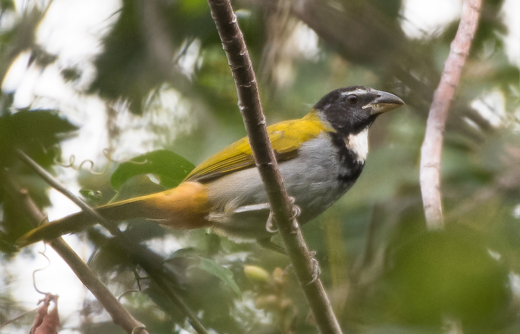Black-Headed Saltator