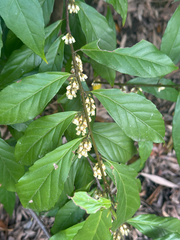 Maesa japonica