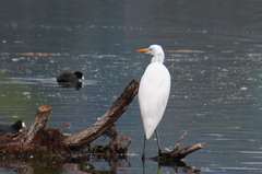 Ardea alba