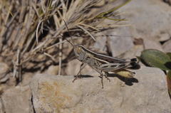 Ramburiella hispanica