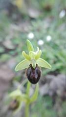 Ophrys sphegodes sphegodes