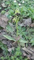 Ophrys sphegodes sphegodes