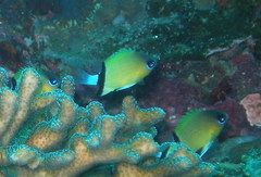 Pycnochromis retrofasciatus