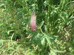 Trifolium rubens
