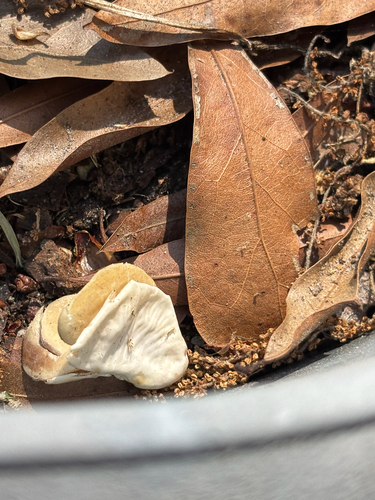 Phaseolus lunatus observed 2026-04-25