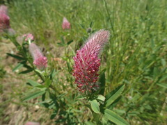 Trifolium rubens