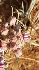 Asclepias fournieri