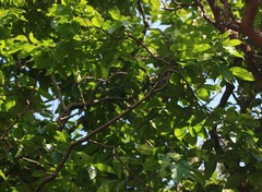 Diospyros sylvatica