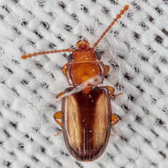 Laemophloeus terminalis