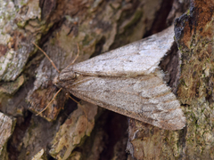 Alsophila aescularia