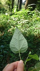 Idesia polycarpa