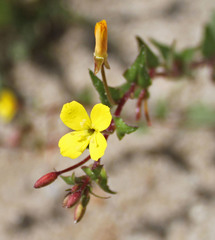 Camissoniopsis ignota