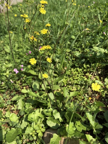 Youngia japonica