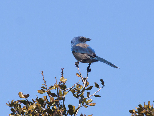 Corvidae image
