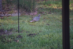 Patagioenas fasciata