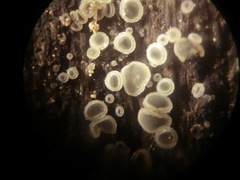 Pyrenopeziza benesuada