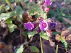 Pulmonaria officinalis