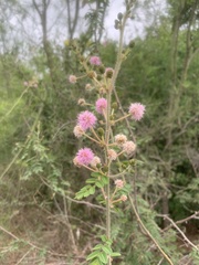 Mimosa asperata
