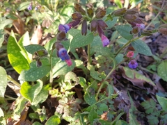 Pulmonaria officinalis