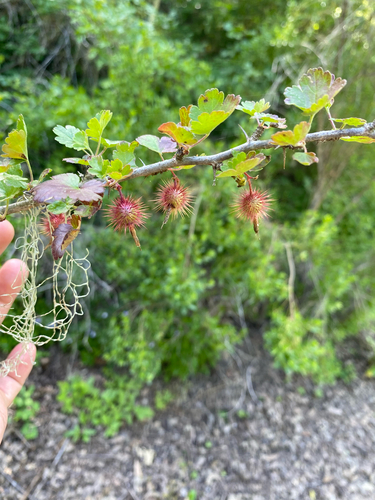 iNaturalist observation photo of hillside gooseberry