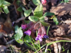 Pulmonaria officinalis