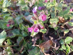 Pulmonaria officinalis