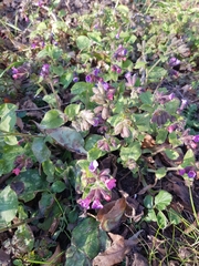 Pulmonaria officinalis