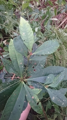 Ardisia cornudentata stenosepala