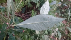 Ardisia cornudentata stenosepala