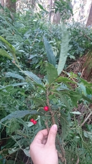 Ardisia cornudentata stenosepala