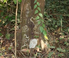 Diospyros sylvatica