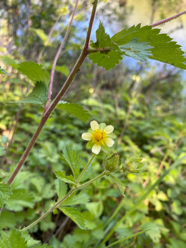 iNaturalist observation photo of sticky cinquefoil