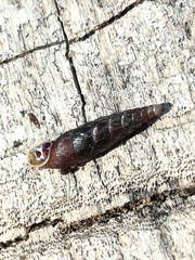 Clausilia