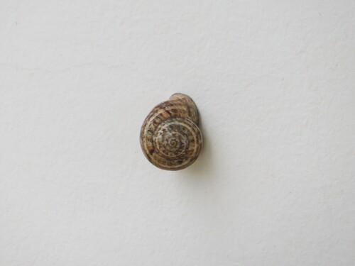 Eobania vermiculata