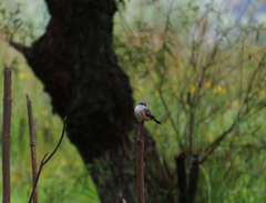 Pyrocephalus rubinus