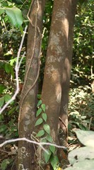 Diospyros sylvatica