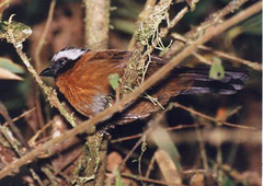 Oreothraupis arremonops