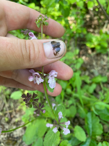 iNaturalist observation photo of Hedgenettles
