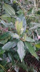 Machilus japonica